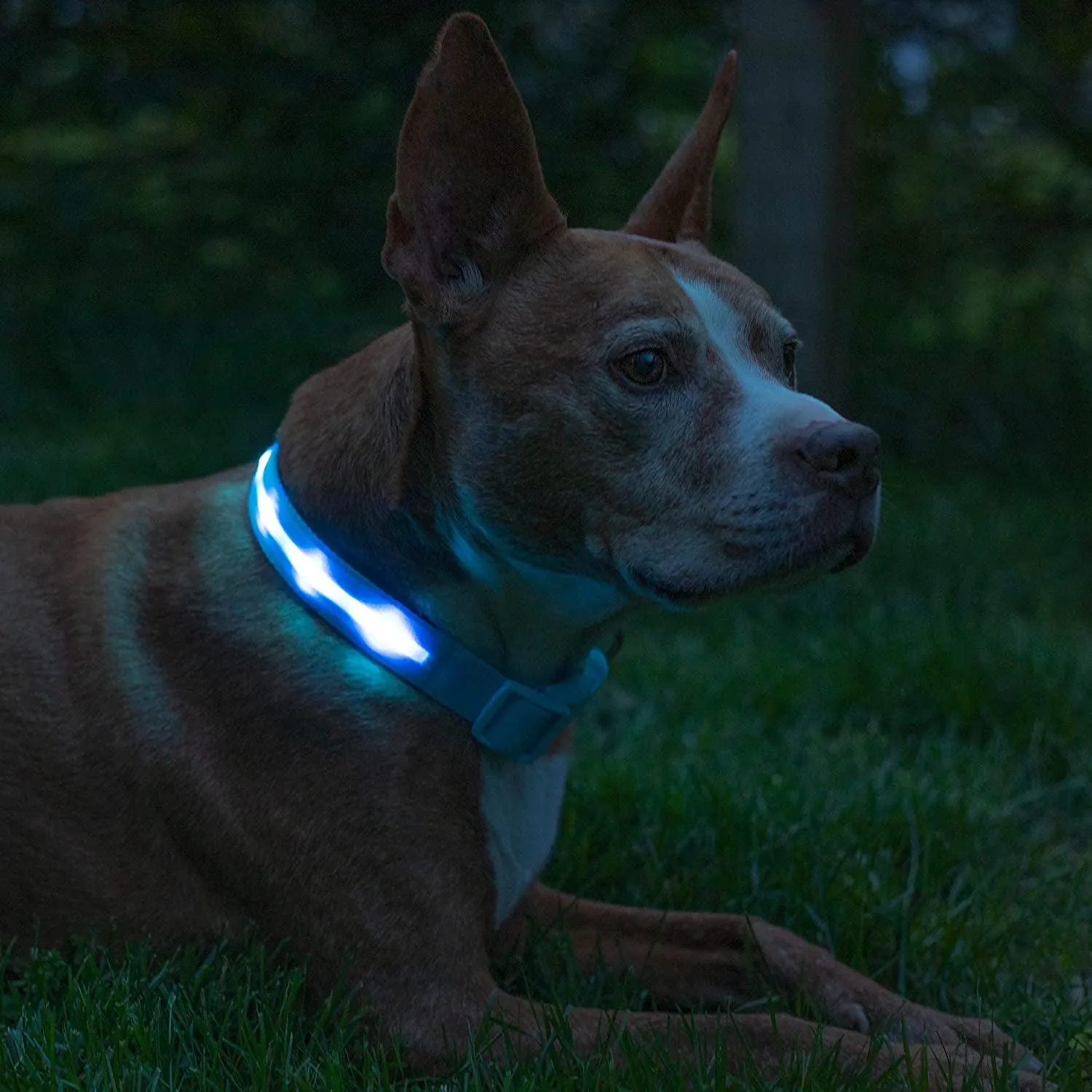 Brightest LED Dog Collar - 1,000 Feet Visibility, USB Rechargeable & Waterproof - Perfect for Night Walks - USA Made